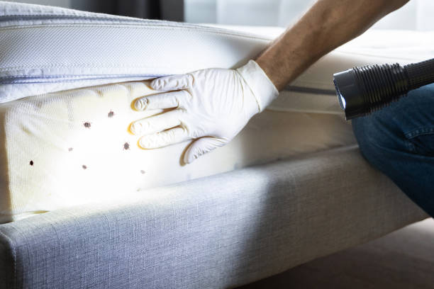 Best Termite Control Services  in Rustburg, VA