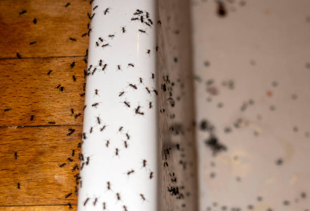 Best Pest Control Near Me  in Rustburg, VA