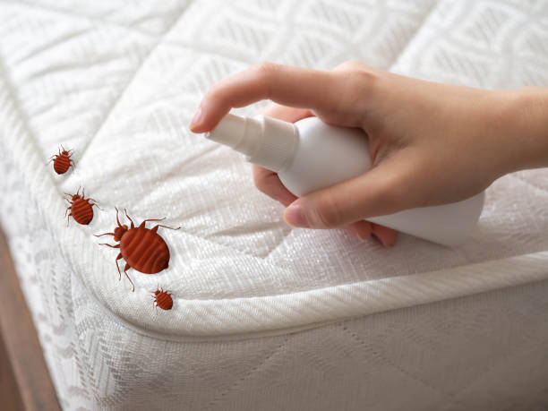 Reliable Rustburg, VA Pest Control Solutions