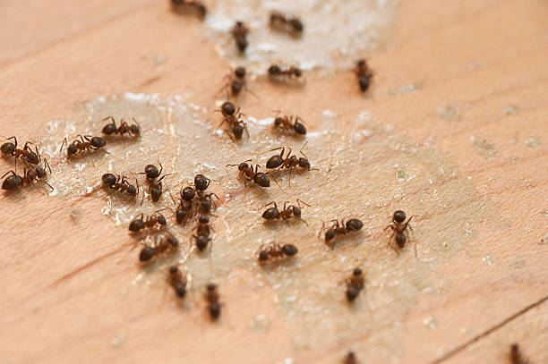 Best Wasp Removal Services  in Rustburg, VA